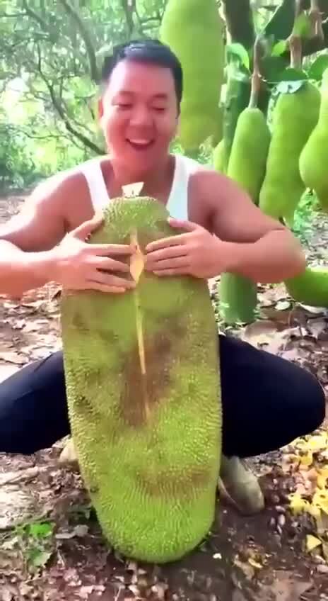 Джекфрут - самый большой фрукт, растущий на дереве, весом до 35 кг и длиной д...