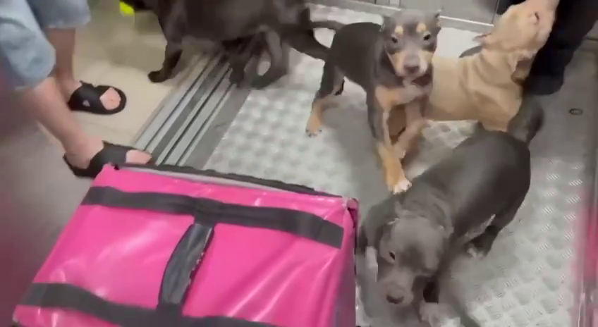 В муринской многоэтажке стая бойцовских собак набросилась на курьера