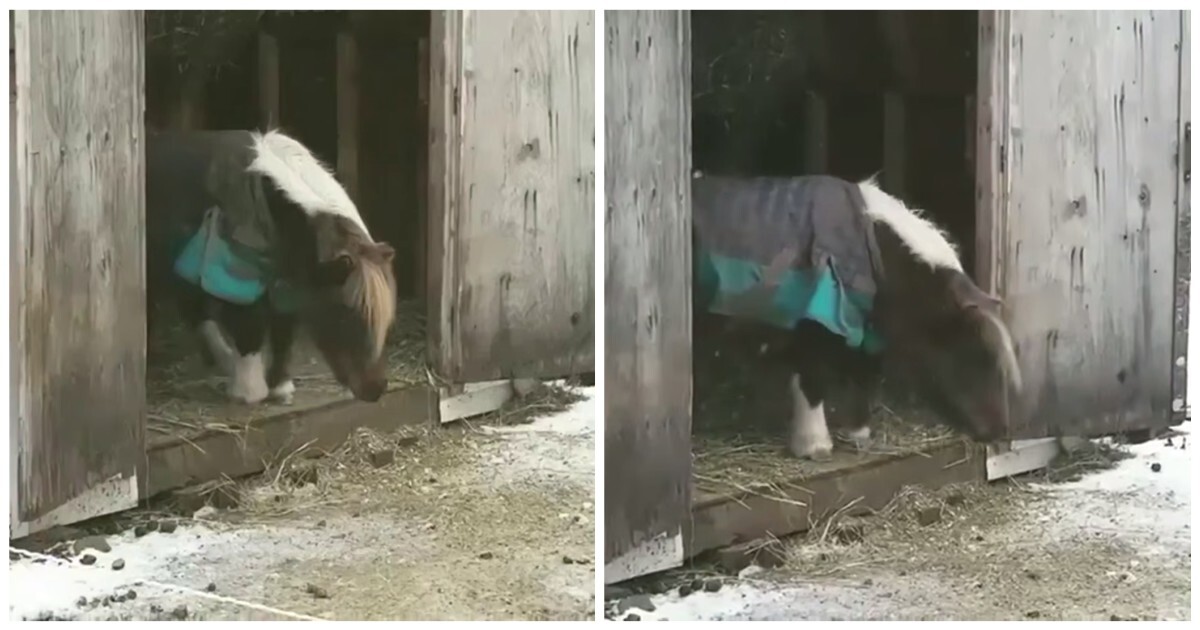 Пони готовится к одному из главных прыжков в жизни