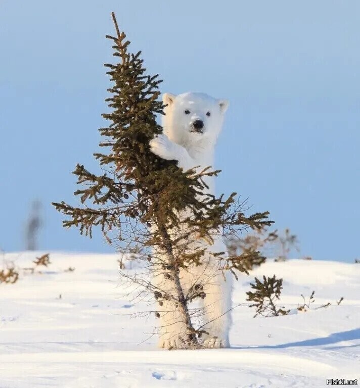 - А я вам елочку пнринес