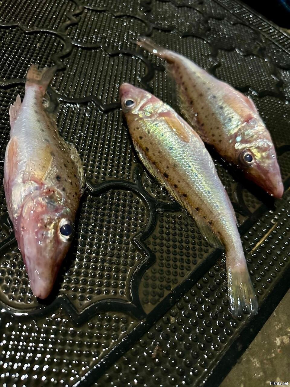 Насобирал руками бирючков