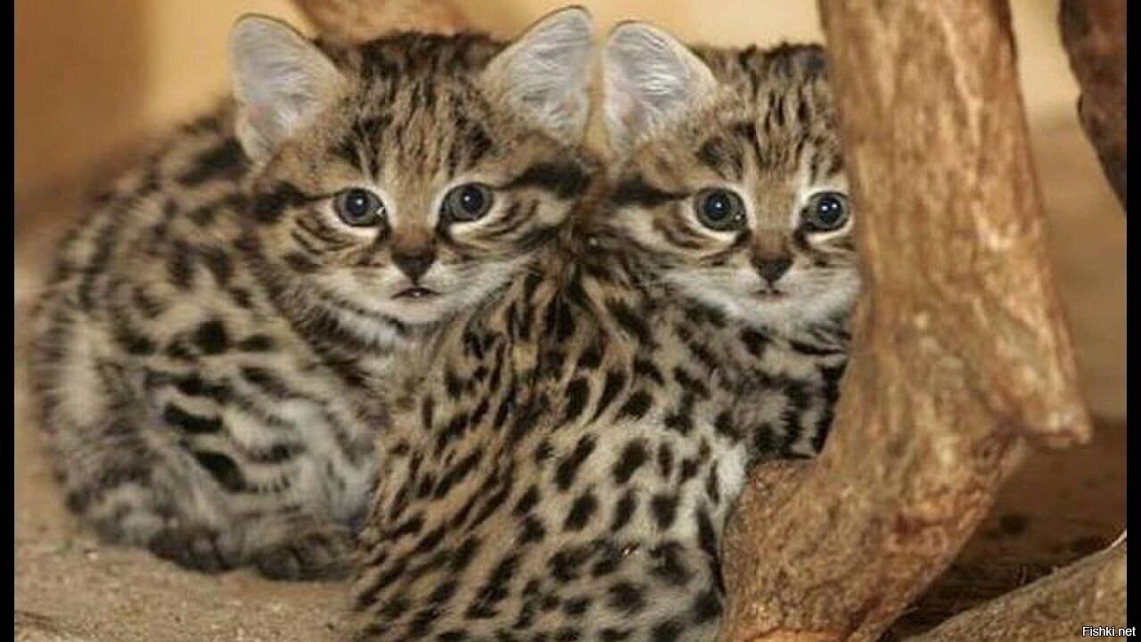 Всем добрейшего