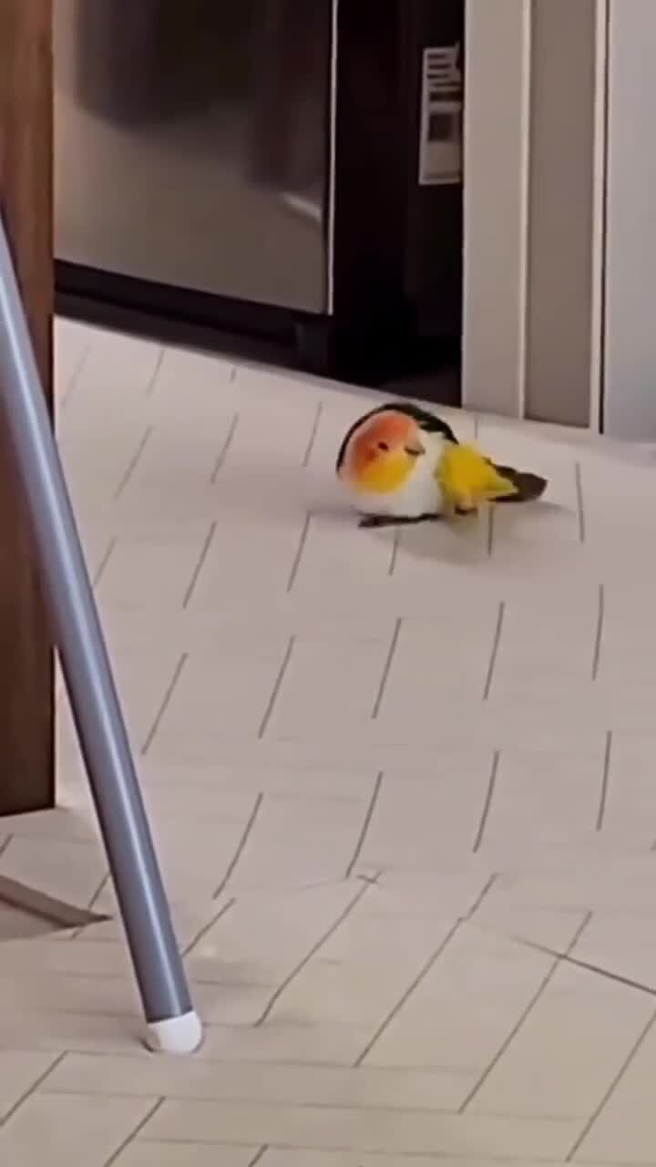 Побег попугая