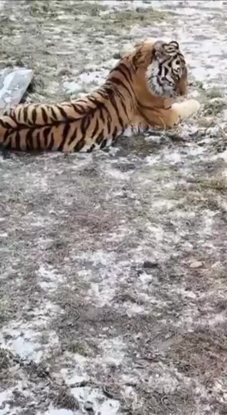 Тигрица в зоопарке Абакана радуется снегу