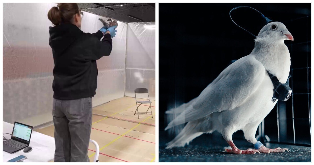 Российская компания создала управляемого голубя-биодрона