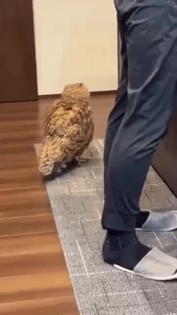 Деловая животинка