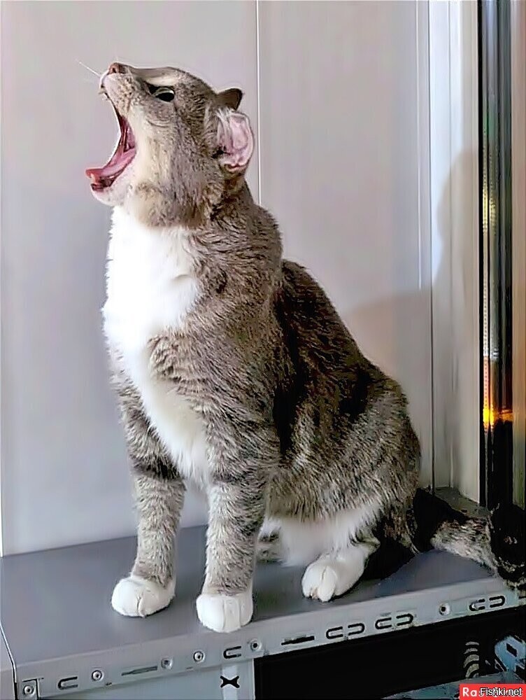 Кошачий концерт