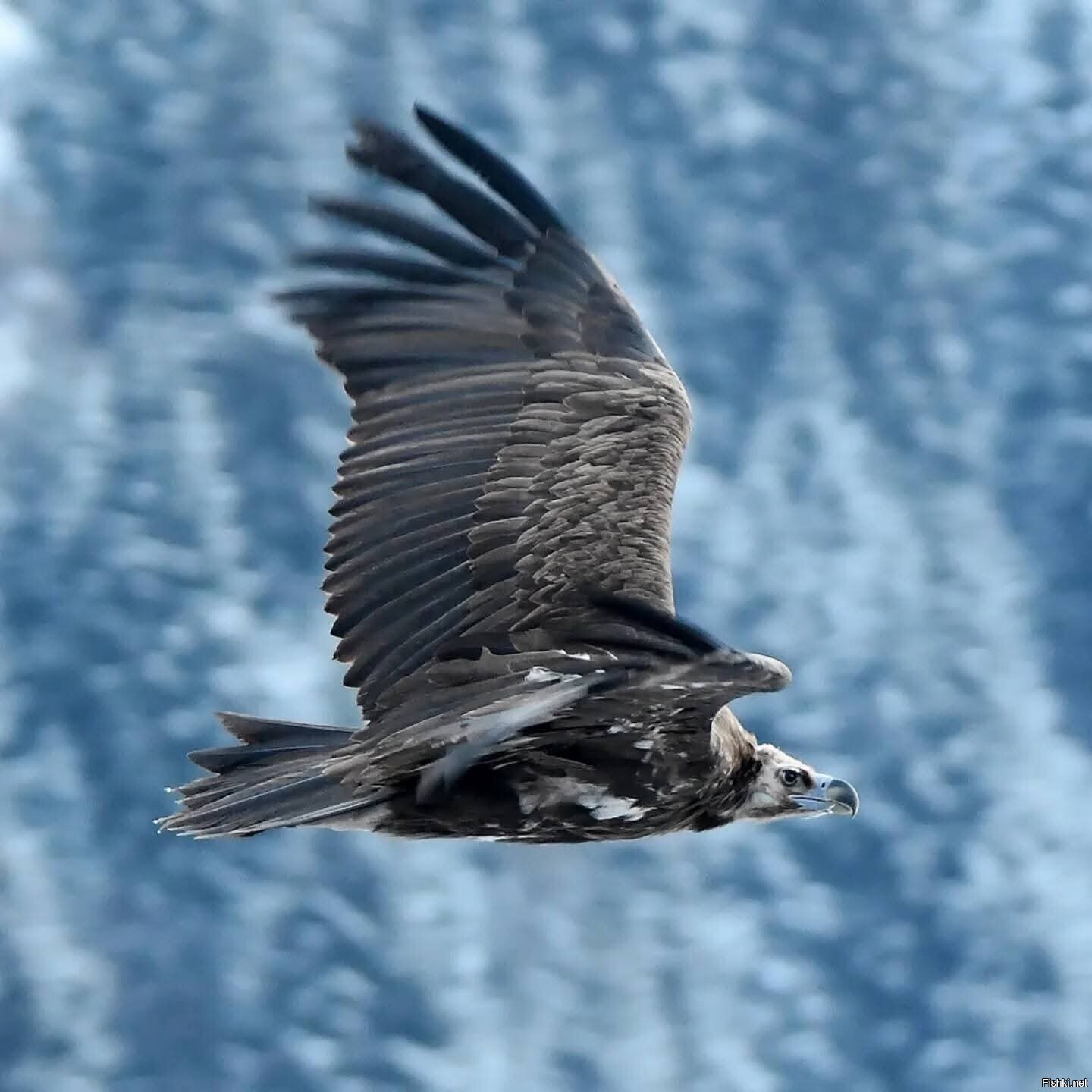 Сегодня в горах близ Алма-Аты