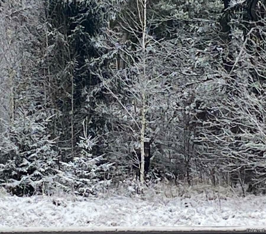 Видите лося