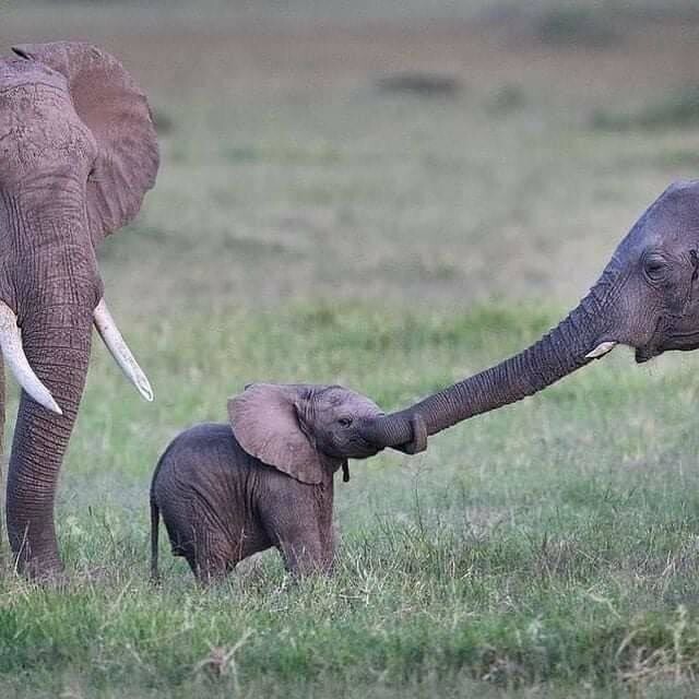 Маленькие слонята ничем не отличаются от детей