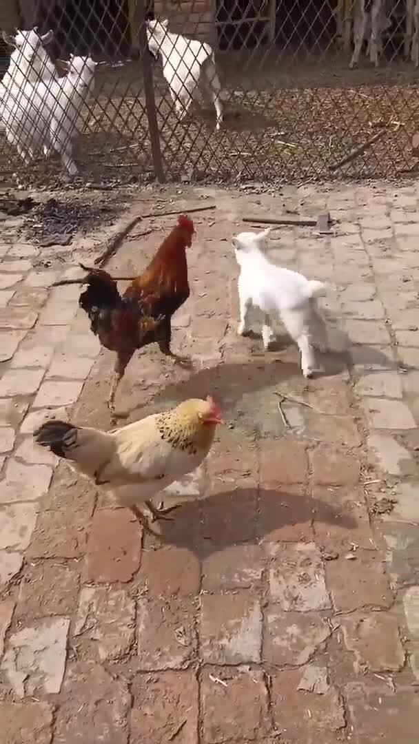 Скотские разборки