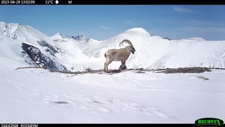 Сибирский горный козёл попал в объектив фотоловушки в заказнике "Позарым имени В