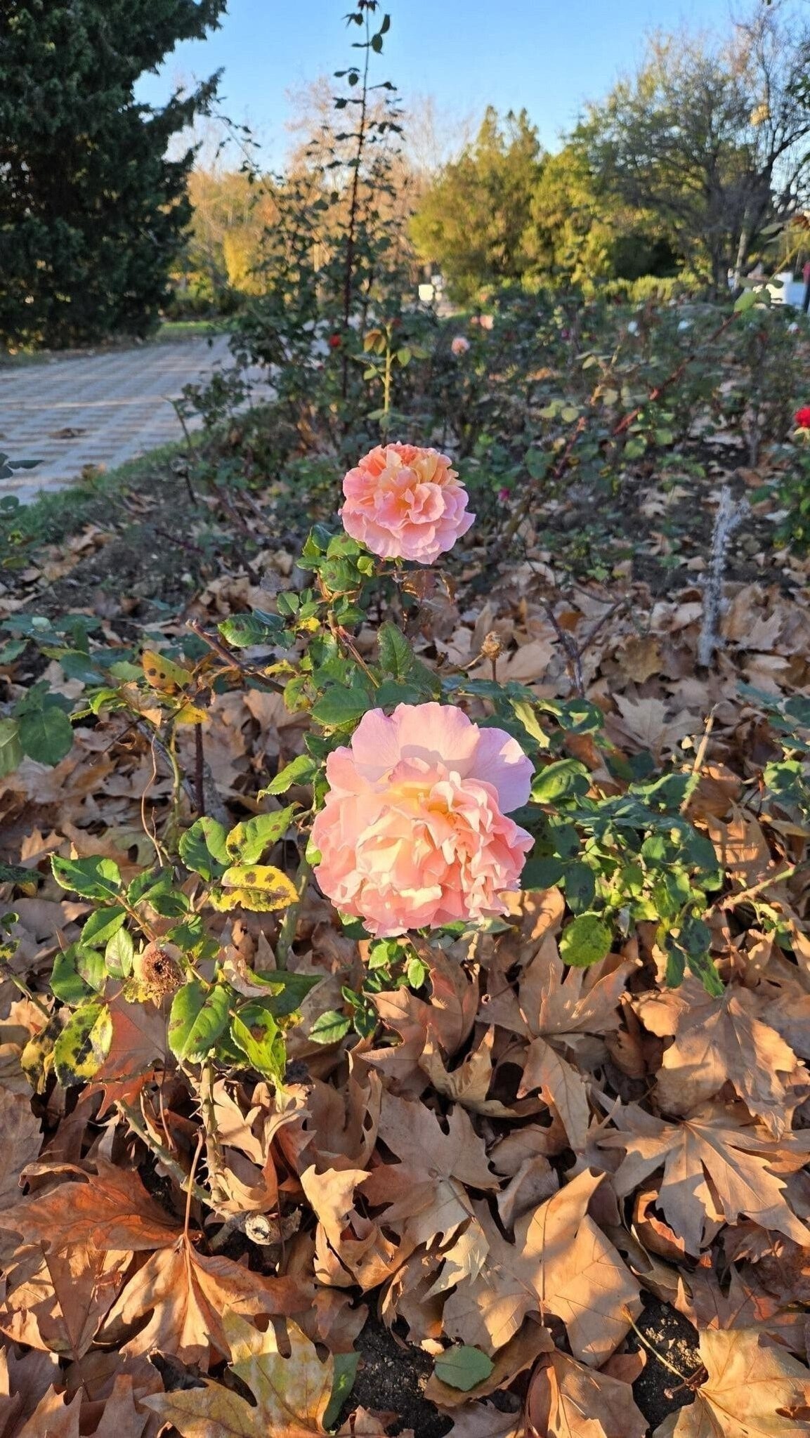 Осень в этом году