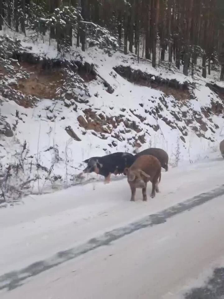Автодорога Дивногорск - Красноярск