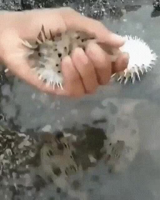 Надувная рыба