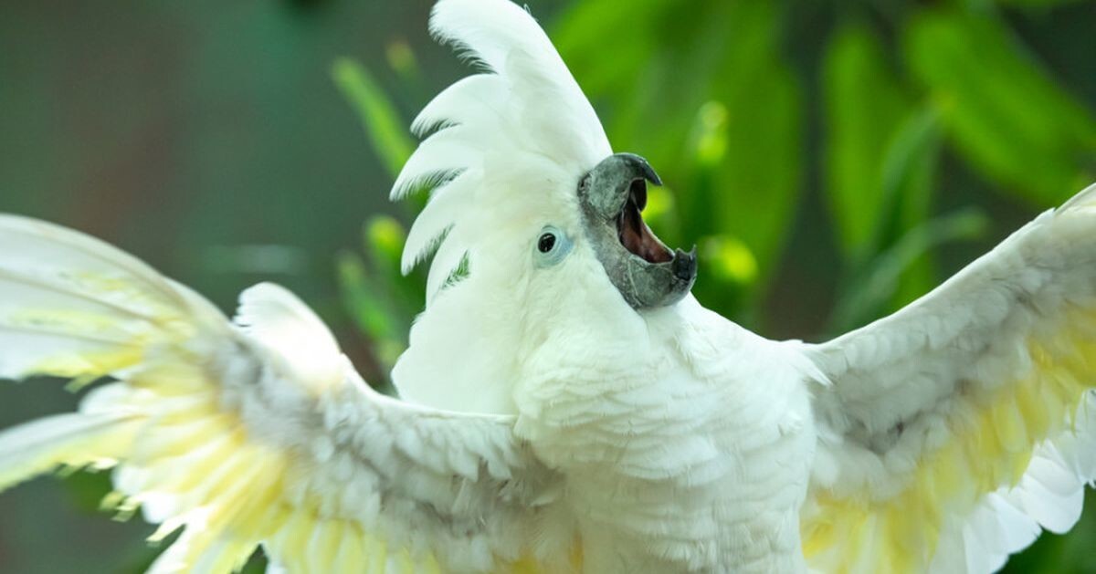 Пернатый любитель ночных вечеринок