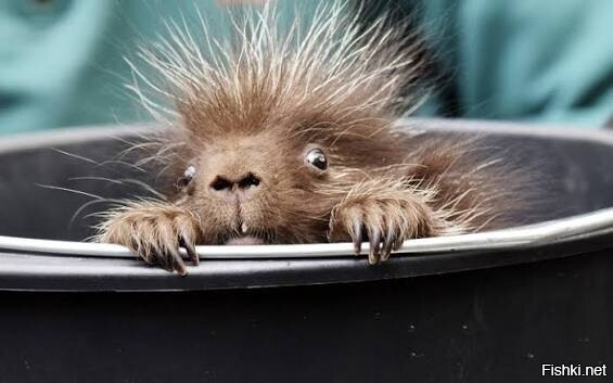 Хорошей ночи