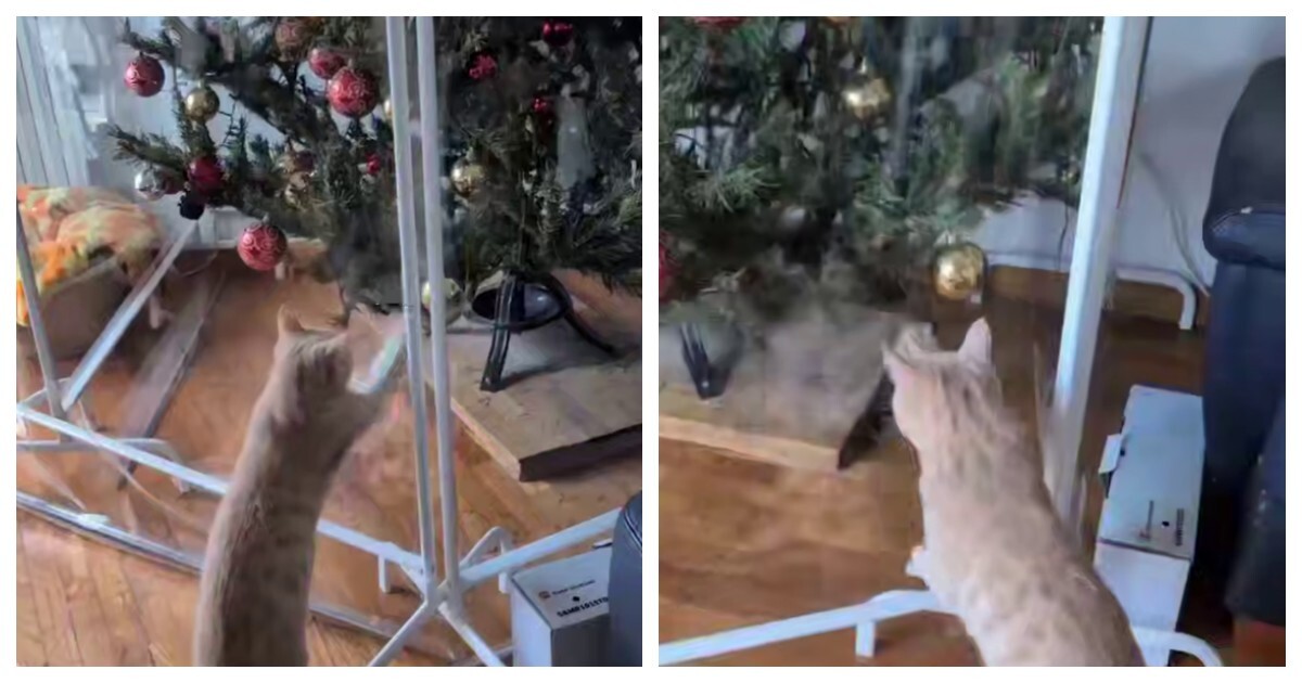 Кот и новое защитное ограждение ёлки