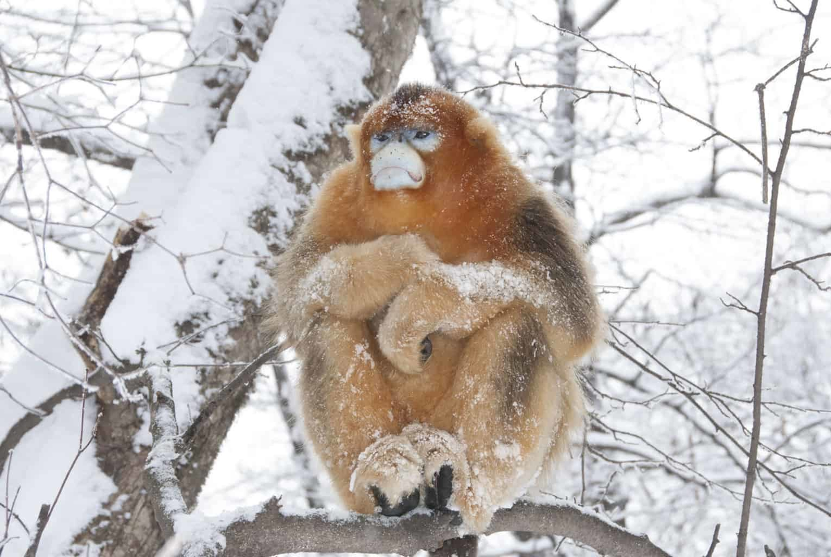 Курносая обезьяна:  лишилась носа и «посинела» от холода