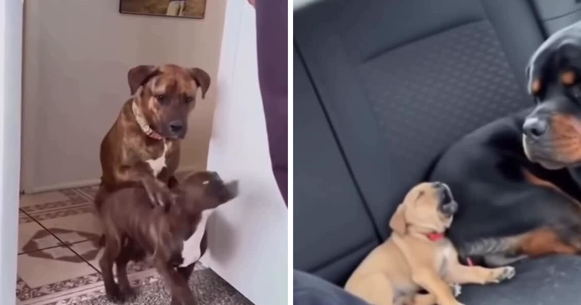 Как взрослые собаки учат своих щенков