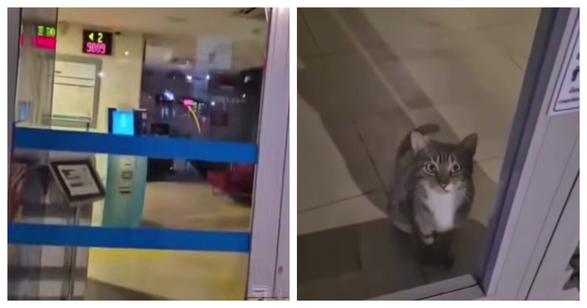 Кошку случайно закрыли в банке