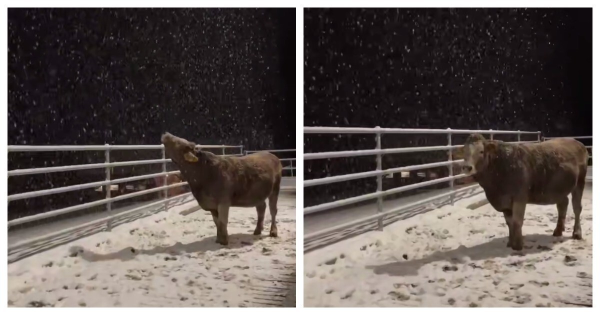 Корова пытается поймать снежинки