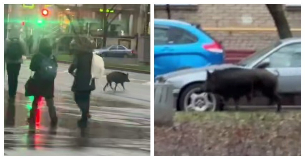 Кабан пробежался по улицам Москвы