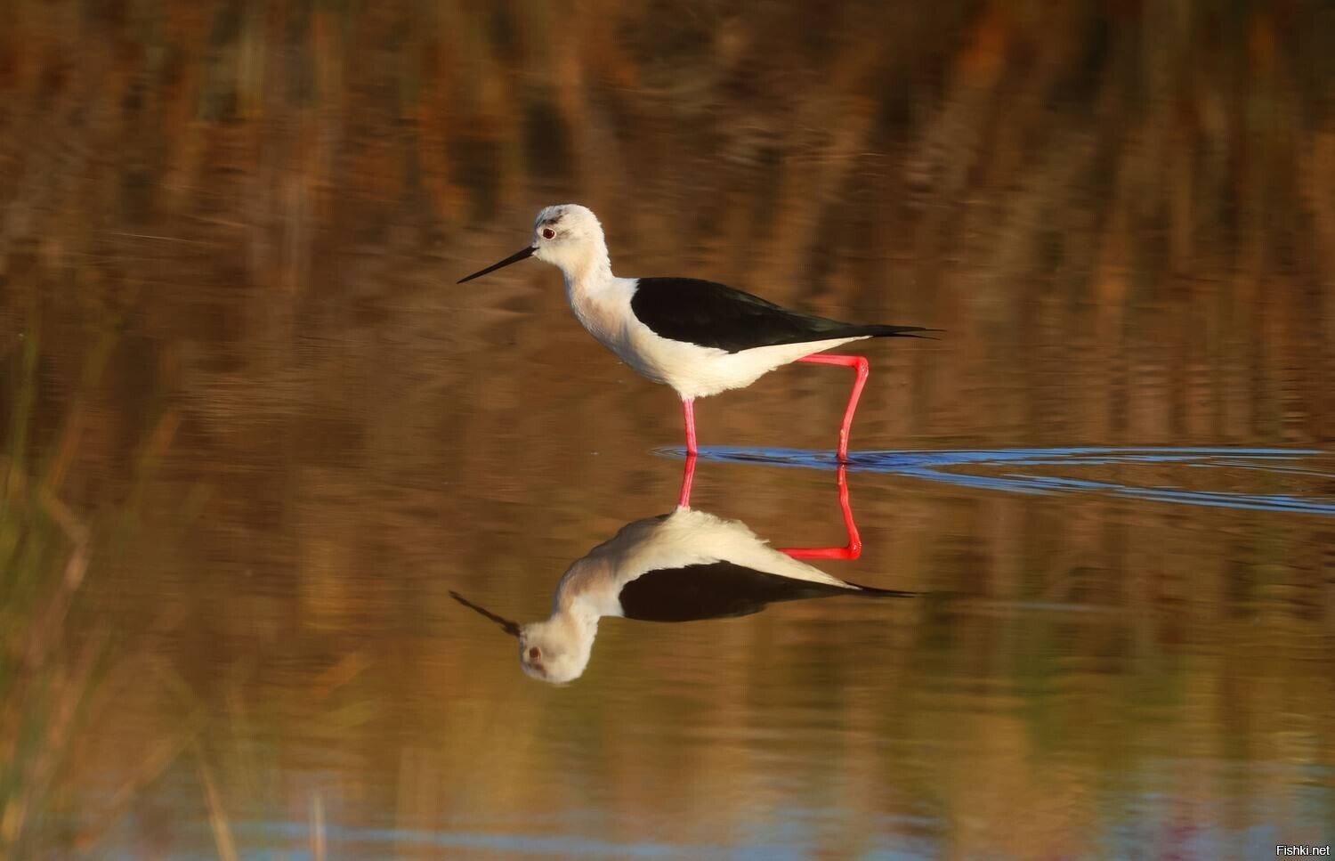Все по колено