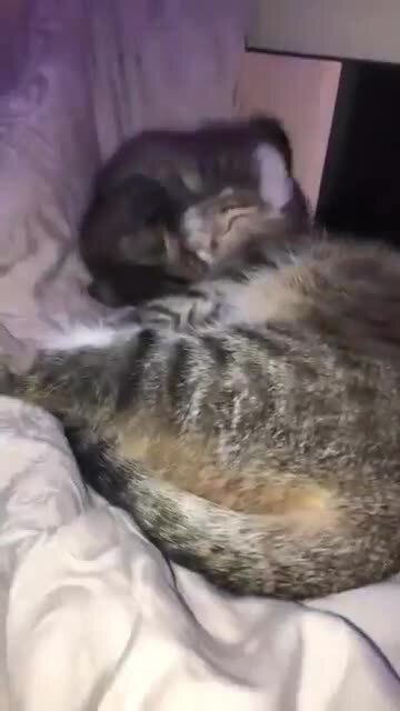 Кошкин сын мстит матери за ее хозяев