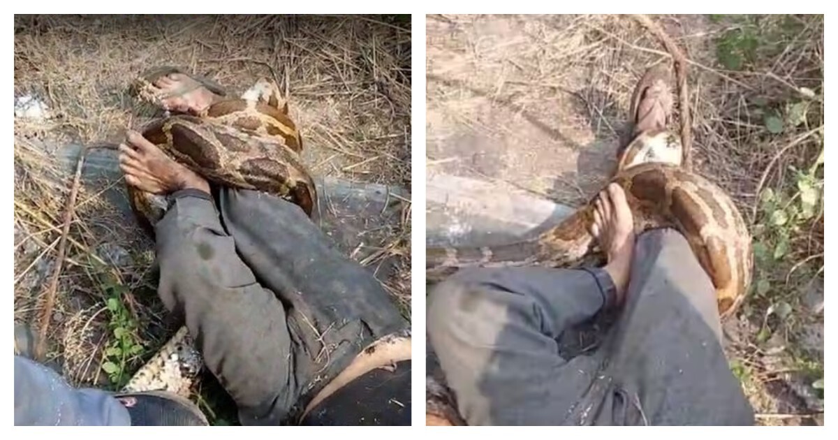 Питон напал на рабочего в Индии