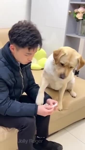 Развел собакина)))