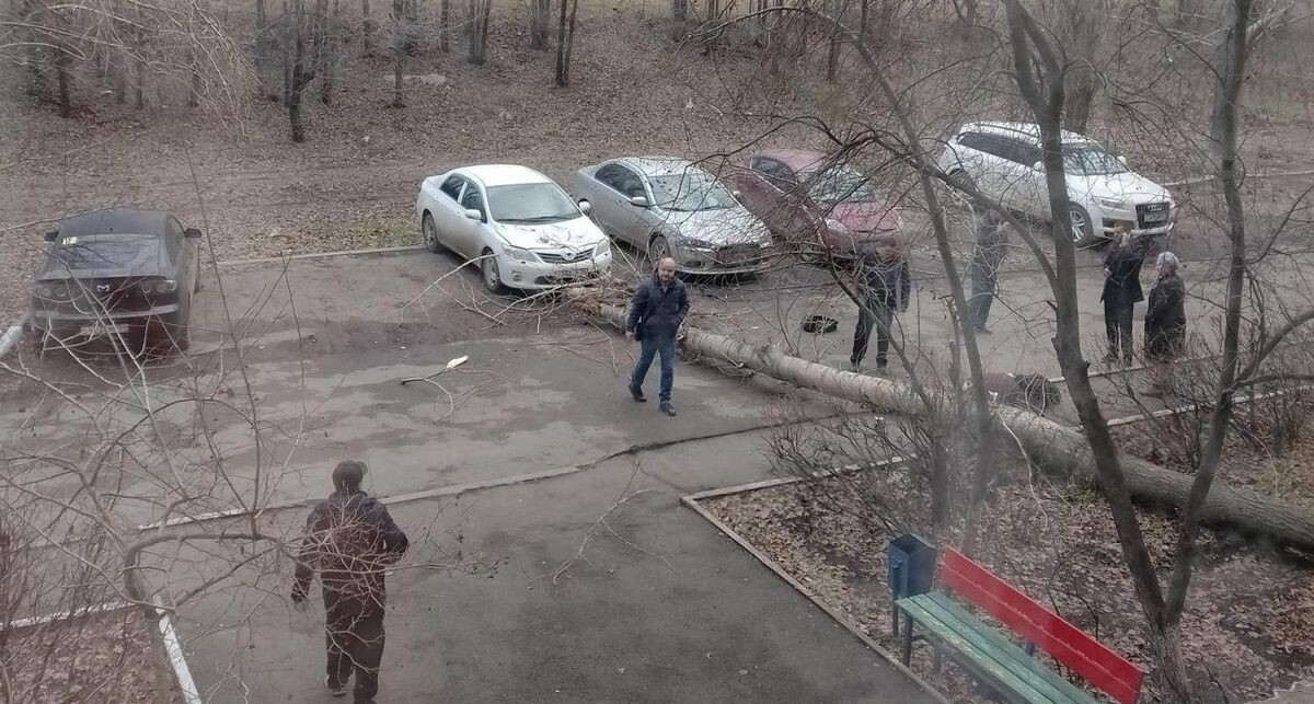 Дерево упало на девушку в Оренбурге