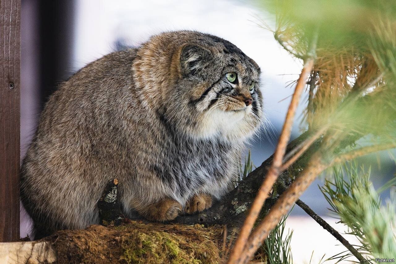 Борис из Роева ручья