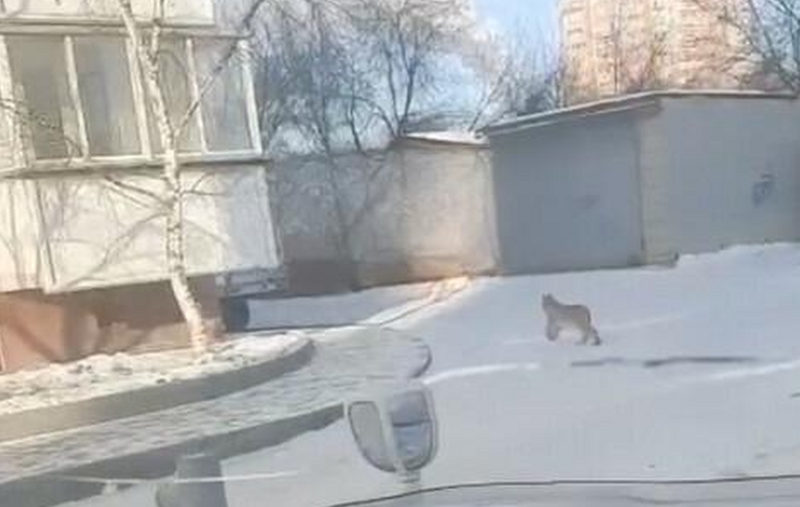 Рысь заметили в Благовещенске