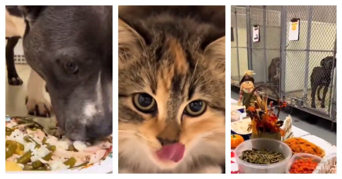 Приют для животных  устроил праздничный ужин для кошек и собак