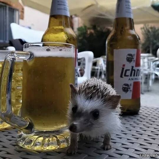 День пьяного ёжика сегодня отмечается