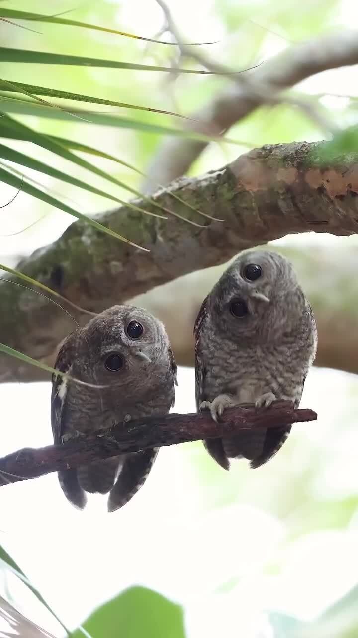 Танцы под внутреннюю музыку)