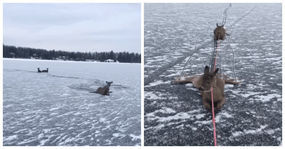 Мужик на коньках спас оленят