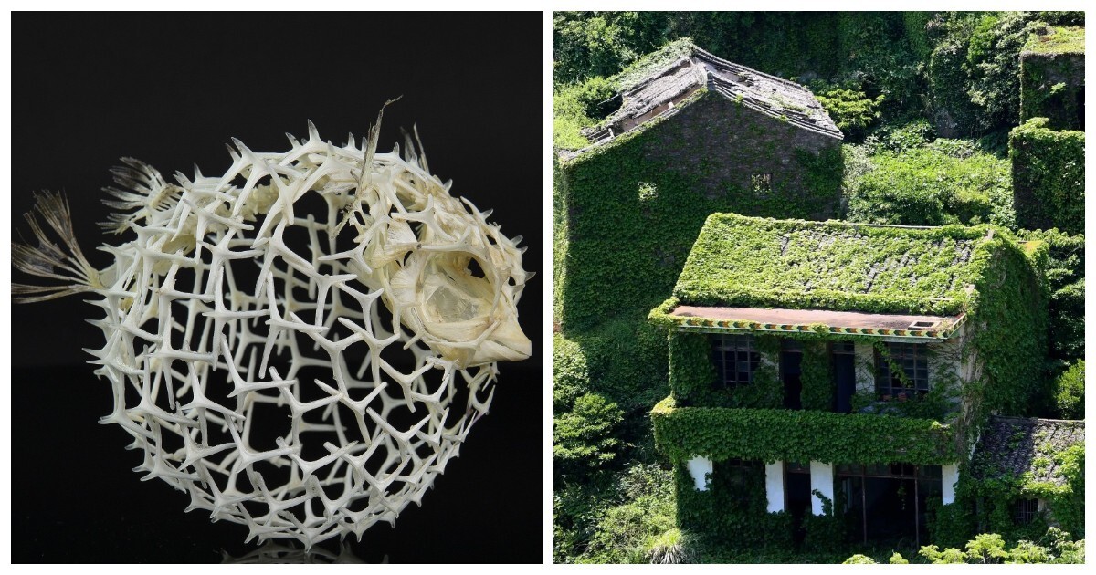 20 фотографий, которые вызовут восторг и умиление