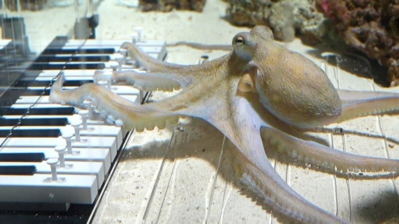 Парень попробовал научить осьминога играть на музыкальном инструменте