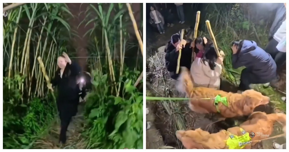 Укради тростник, если сможешь»: фермер превратил своё поле в игру