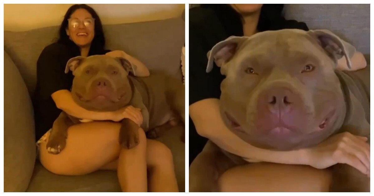 В США появилась новая звезда – собака с самой огромной головой в мире