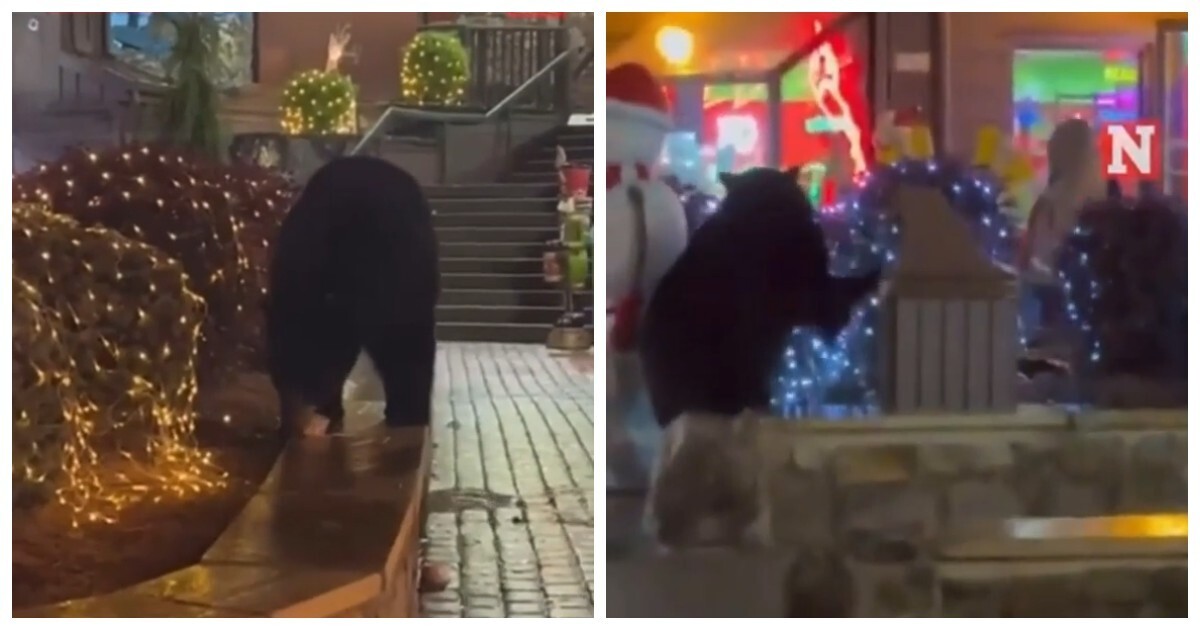 Медведь пришёл на рождественскую ярмарку в США