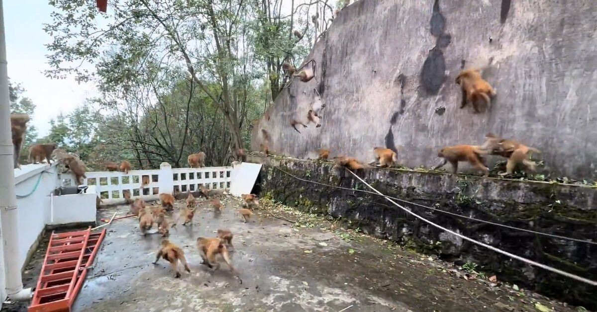 Обезьянопад в Китае