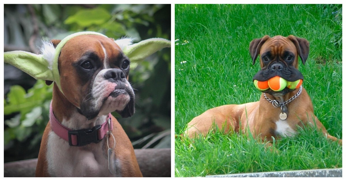 Из жизни собак породы Боксер