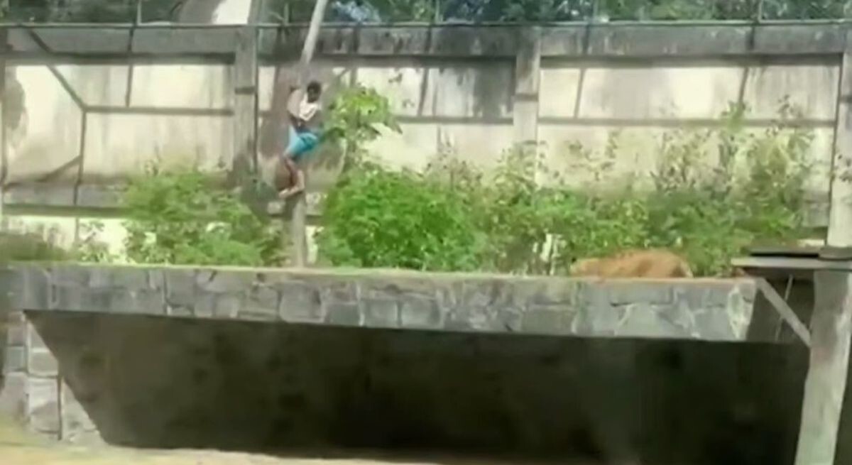 Львица напала на парня, залезшего к ней в вольер