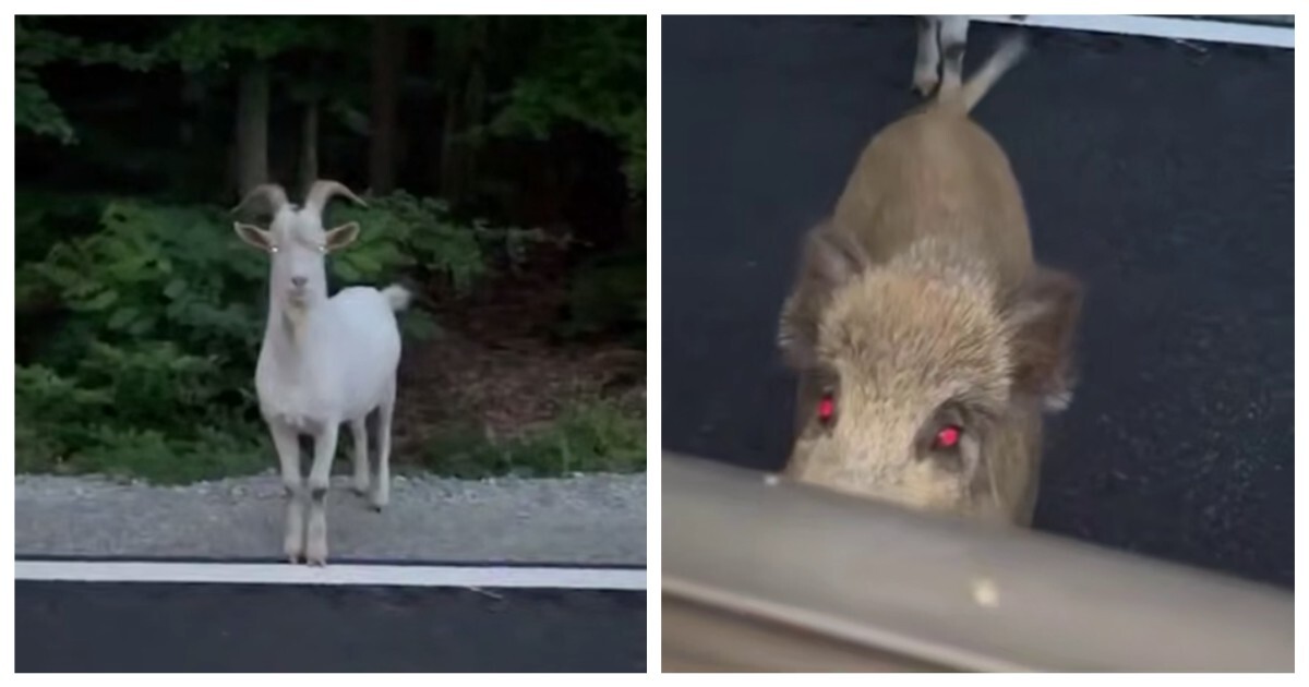 Встреча поляка с козлом и кабаном