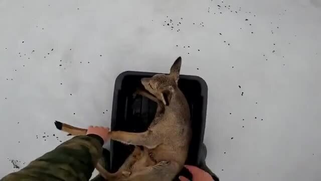 Солянка