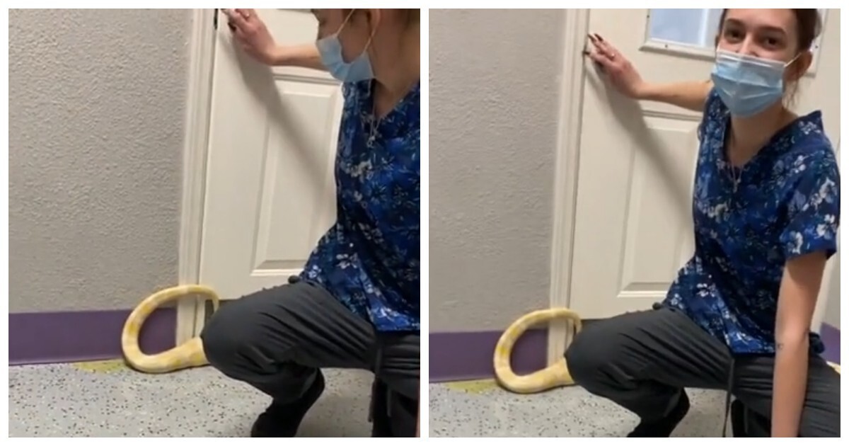 Бирманский питон-альбинос и проблема, о которой владельцы не знали