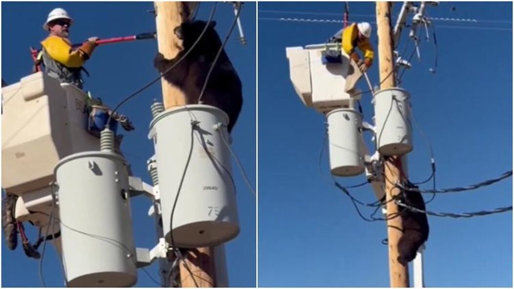 В Аризоне мужчина помог медведю спуститься со столба ЛЭП